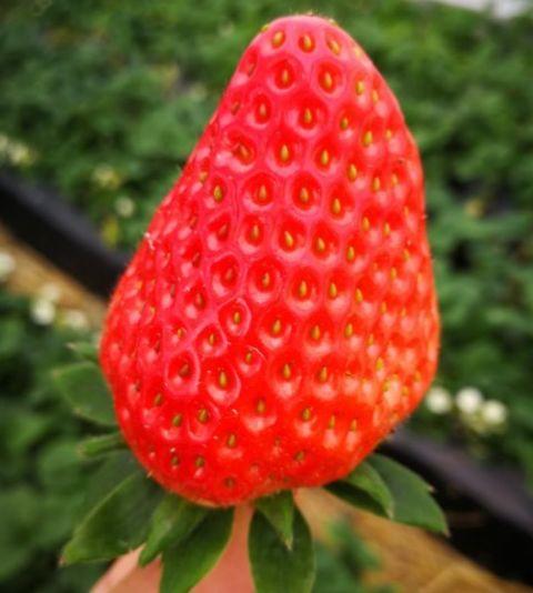 水莓完全国产了吗视频,本土种植引领行业发展